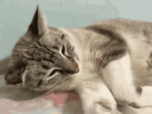 Cat Lazy GIF - Cat Lazy Sleepy GIFs