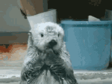 Oh No You Didnt Otter GIF - Oh No You Didnt Otter Get Otter Here GIFs