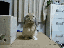 fluffy cute bunny