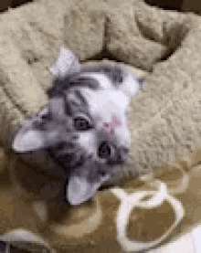 play kitten