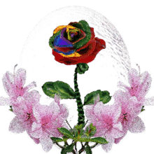 k%C3%B6sz%C3%B6n%C3%B6m rose