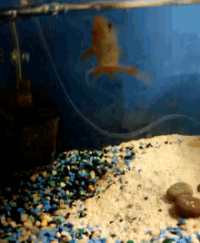fish swimming gold fish aquarium