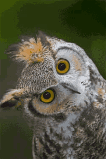 Owl GIFs | Tenor
