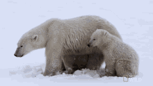Protecting Mission Critical GIF - Protecting Mission Critical Nat Geo Wild GIFs