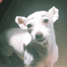 Chihuahua Eyebrows GIF - Chihuahua Eyebrows Eyebrowsonfleek GIFs