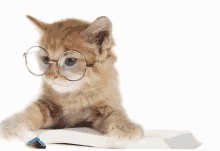 crazy cats genius nerd reading