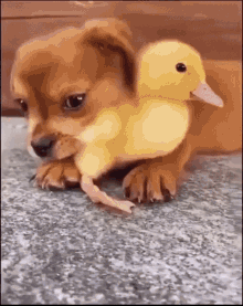 Ducky Puppy GIF - Ducky Puppy Dog GIFs