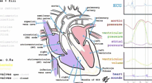 Heart Heart Beat GIF - Heart Heart Beat GIFs