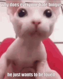 Bingus Cat GIF - Bingus Cat Pog GIFs