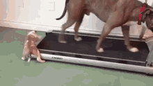 Dogs Treadmill GIF - Dogs Treadmill Help GIFs
