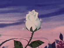 Roses White Rose GIF - Roses White Rose Blooming GIFs