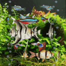 Tropical Fish Aquarium GIF - Tropical Fish Aquarium Fish Tank GIFs