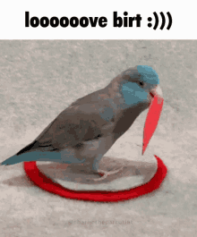 Bird Birt GIF - Bird Birt Love GIFs