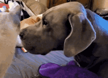 dog and cat kiss great dane siamese cat embarrassed