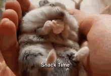 Snack Time Hamster Loves To Munch. GIF - Snacktime Hamster Popcorn GIFs