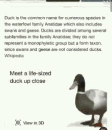 xrup duck real size real size duck nice