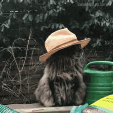 Cats In Hats Funny Animals GIF - Cats In Hats Funny Animals Cat GIFs