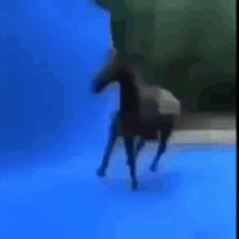 Horse Flipping GIF - Horse Flipping Rotating GIFs