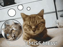 sad cat sorrow i miss you missing you
