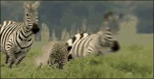 Animals Zebra GIF - Animals Zebra Running GIFs