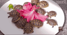 Tortoise Turtle GIF - Tortoise Turtle Omnomnom GIFs