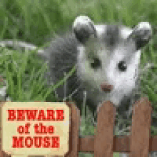 Mouse GIF - Mouse GIFs