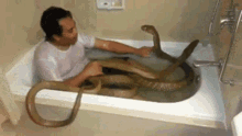 Snakes Bath GIF - Snakes Bath Kiss GIFs