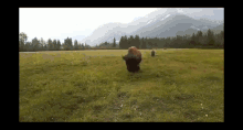 Tatanka Bison GIF - Tatanka Bison Buffalo GIFs
