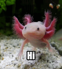 Axolotl Hi GIF - Axolotl Hi Hello GIFs