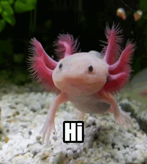 Axolotl Hi GIF - Axolotl Hi Hello GIFs