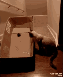 Cats Funny GIF - Cats Funny Slides GIFs