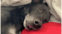 Wake Up Dog GIF - Wake Up Dog Scared GIFs