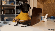 Funny Animals Lidia GIF - Funny Animals Lidia Busy GIFs