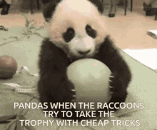 panda raccoon baller trophy pandas