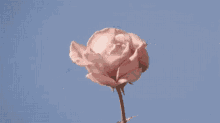 tumblr pastel rose love blooming
