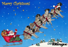 Pug Christmas GIF - Pug Christmas Merry Christmas GIFs