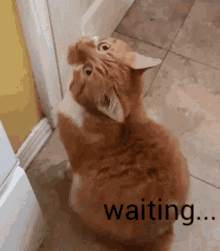 Orange Little Cat GIF - Orange Little Cat Waiting GIFs