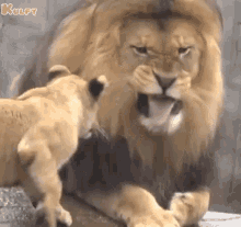 Lion Roaring Gif GIF - Lion Roaring Lion Gif GIFs