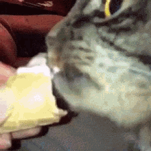 Cat Psychedelic GIF - Cat Psychedelic Lick GIFs