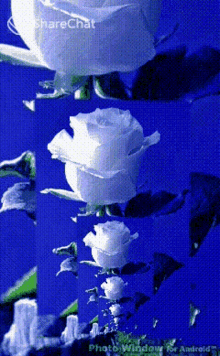 White Rose लालगुलाब GIF - White Rose लालगुलाब प्यार GIFs
