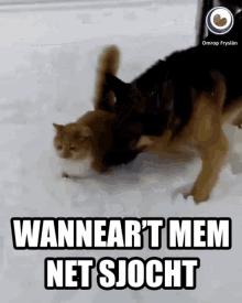 Wanneart Mem Net Sjocht Fryslan GIF - Wanneart Mem Net Sjocht Fryslan Friesland GIFs