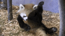 Rude GIF - Ped Pandas Pandas No Social Skills GIFs