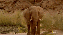 approaching elephant vs rhino animal fight night world rhino day im coming walking giant