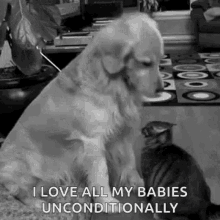 gato dog