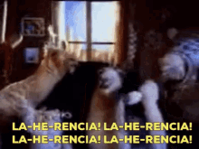Llamas Llama Que Llama GIF - Llamas Llama Que Llama Herencia GIFs