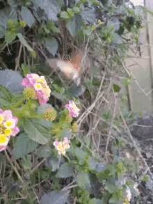 Hummingbird Hawk GIF - Hummingbird Hawk Moth GIFs