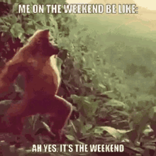 Monkey Weekend GIF - Monkey Weekend GIFs