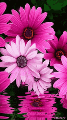 Pink Flowers On Water Daisy GIF - Pink Flowers On Water Flower Daisy GIFs