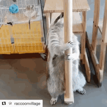 Raccoon Raccoon Dance GIF - Raccoon Raccoon Dance Raccoon Pole Dance GIFs