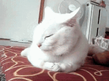 Cat Hide Face GIF - Cat Hide Face Face Palm GIFs